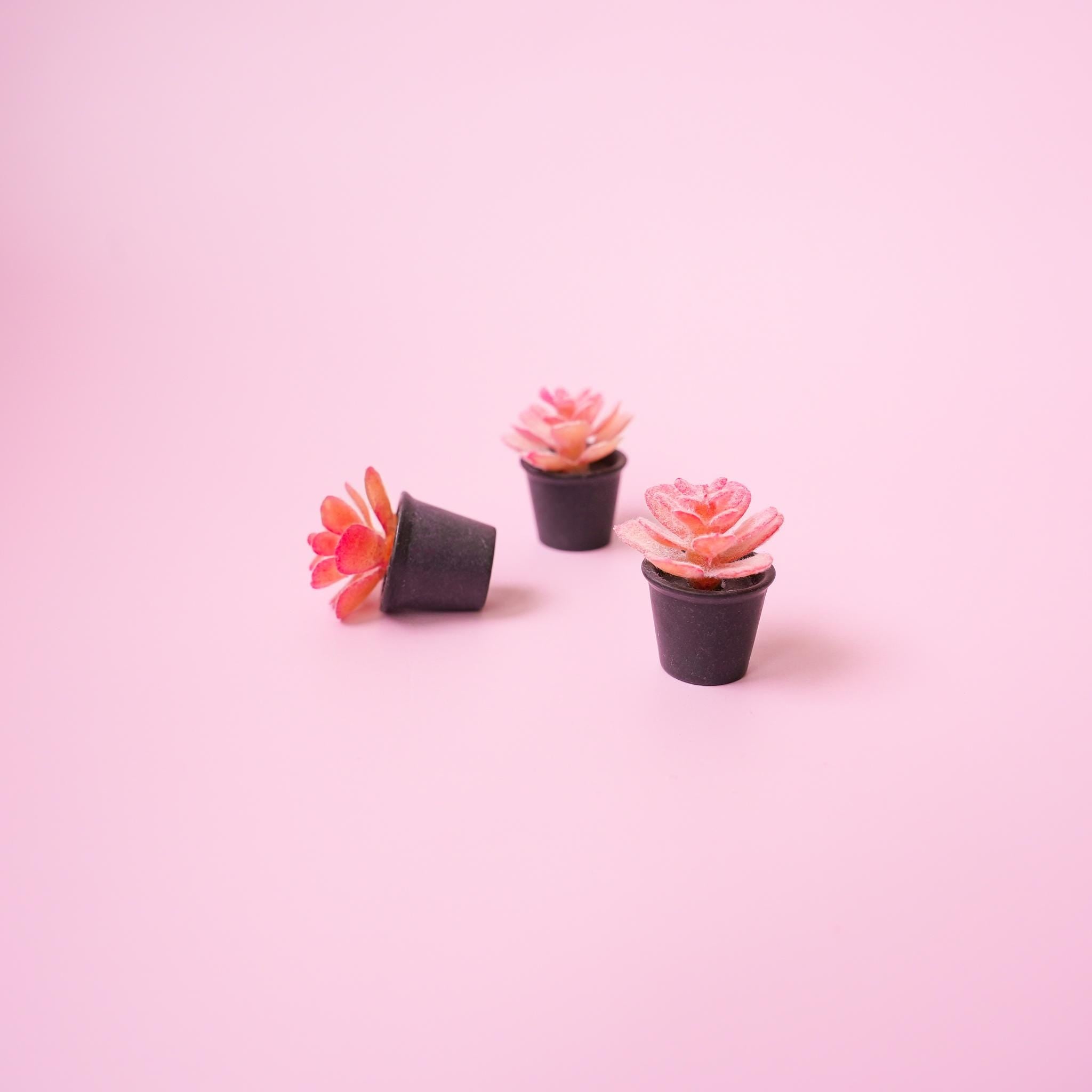 Succulent Plant Magnet