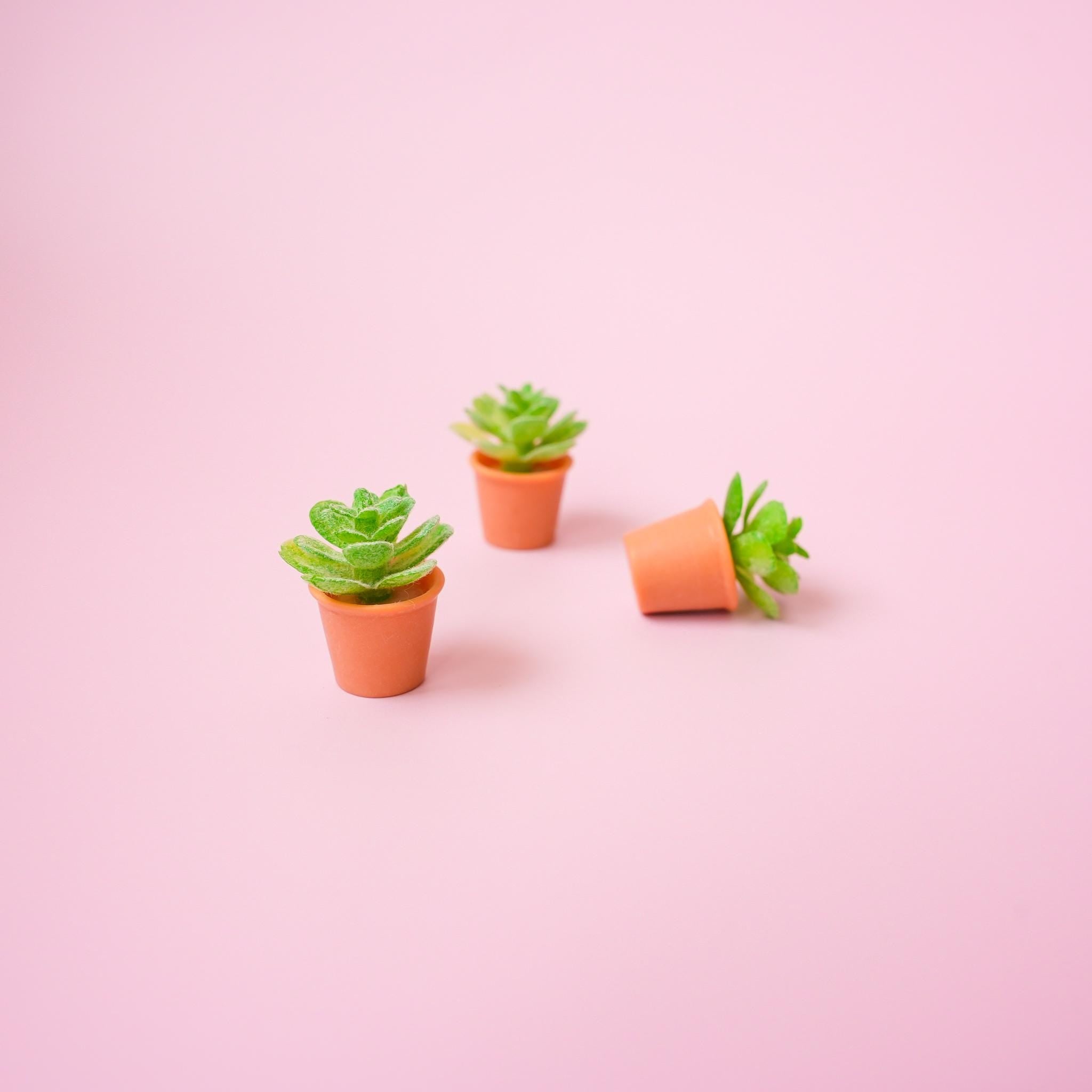 Succulent Plant Magnet