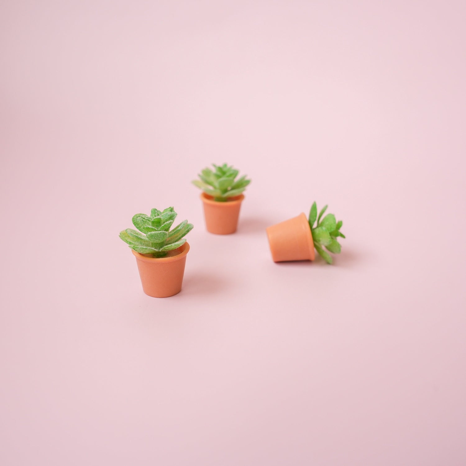 Succulent Plant Magnet