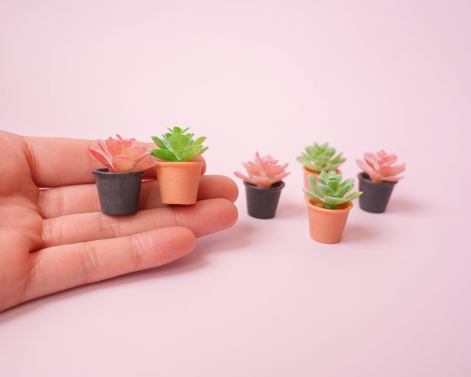 Succulent Plant Magnet