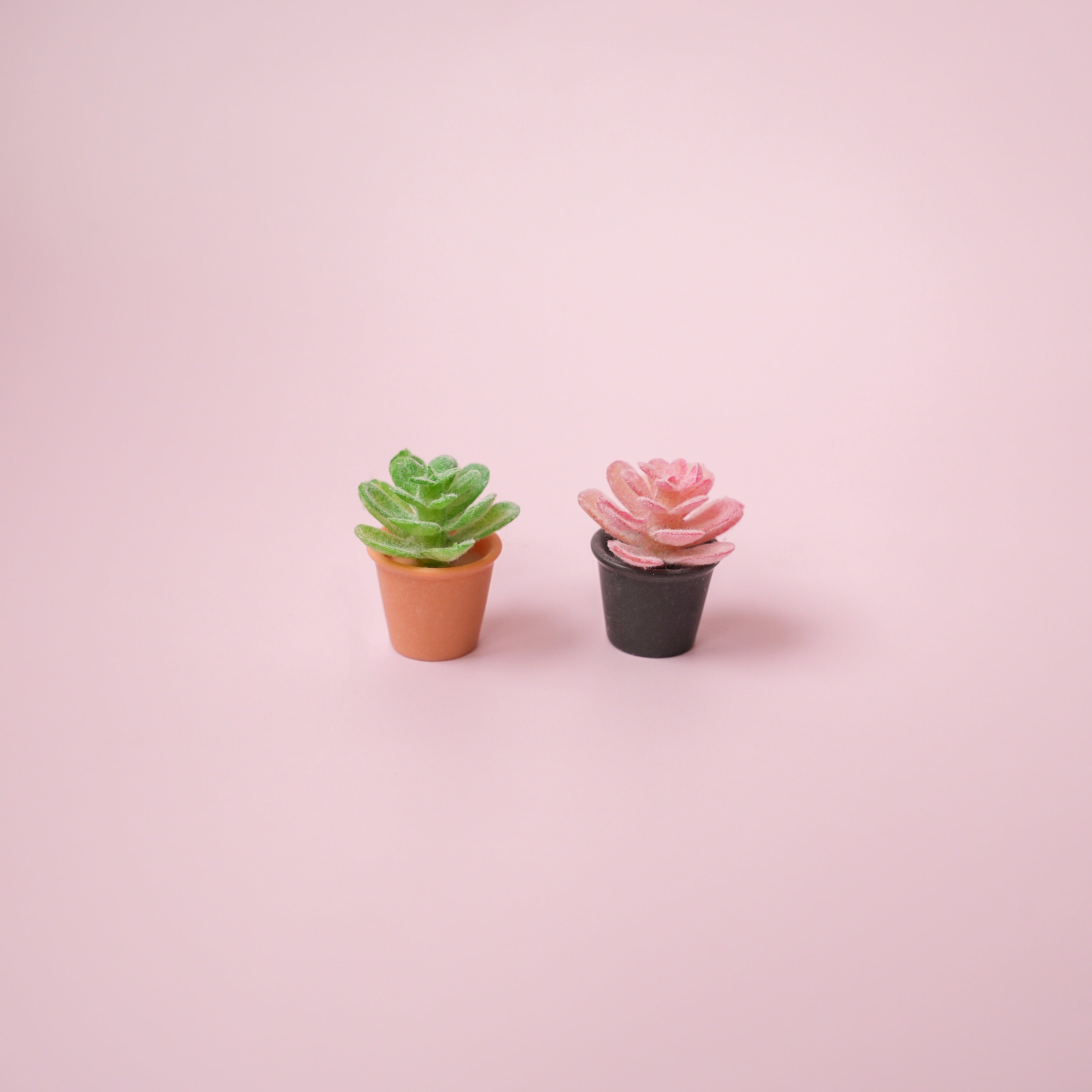 Succulent Plant Magnet