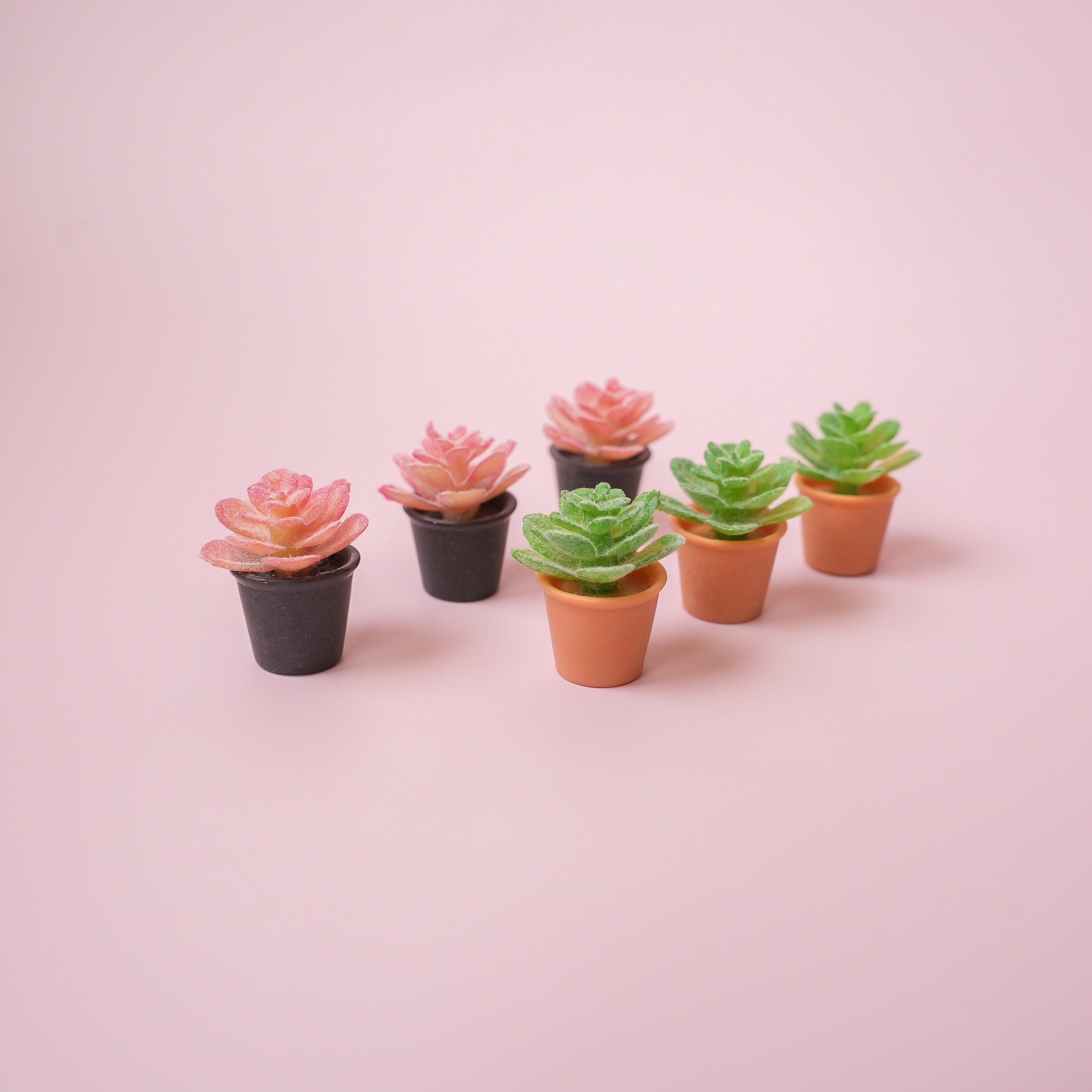 Succulent Plant Magnet