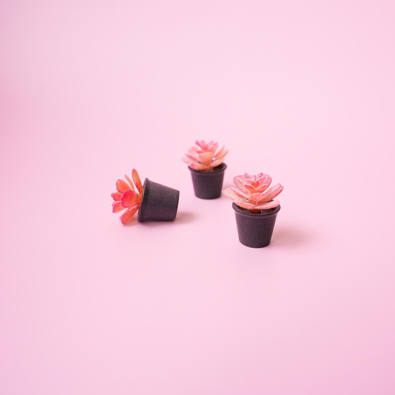 Succulent Plant Magnet