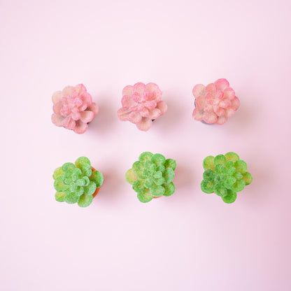 Succulent Plant Magnet - Mini Story Co