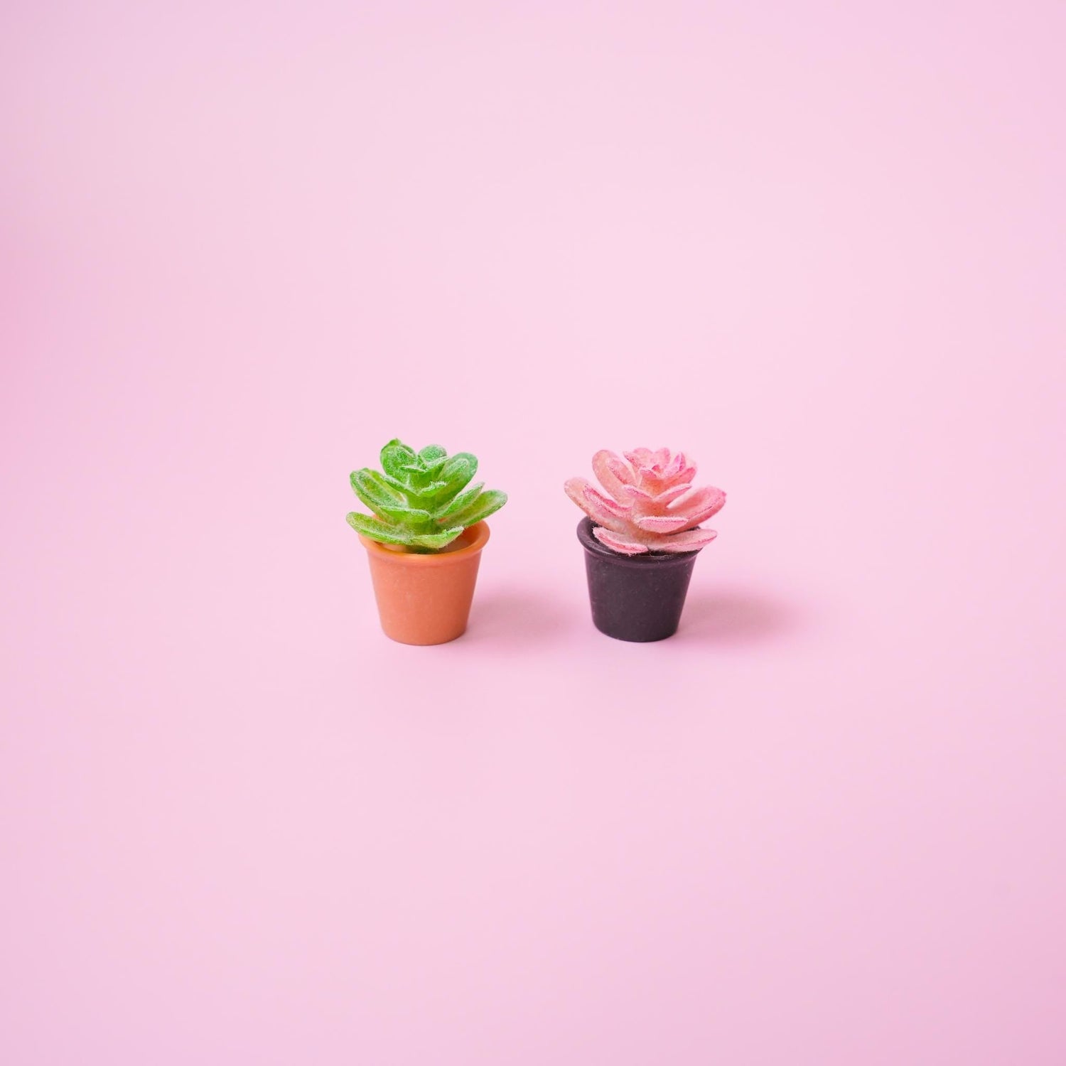 Succulent Plant Magnet - Mini Story Co