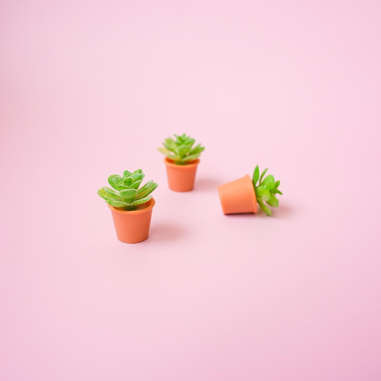 Succulent Plant Magnet - Mini Story Co